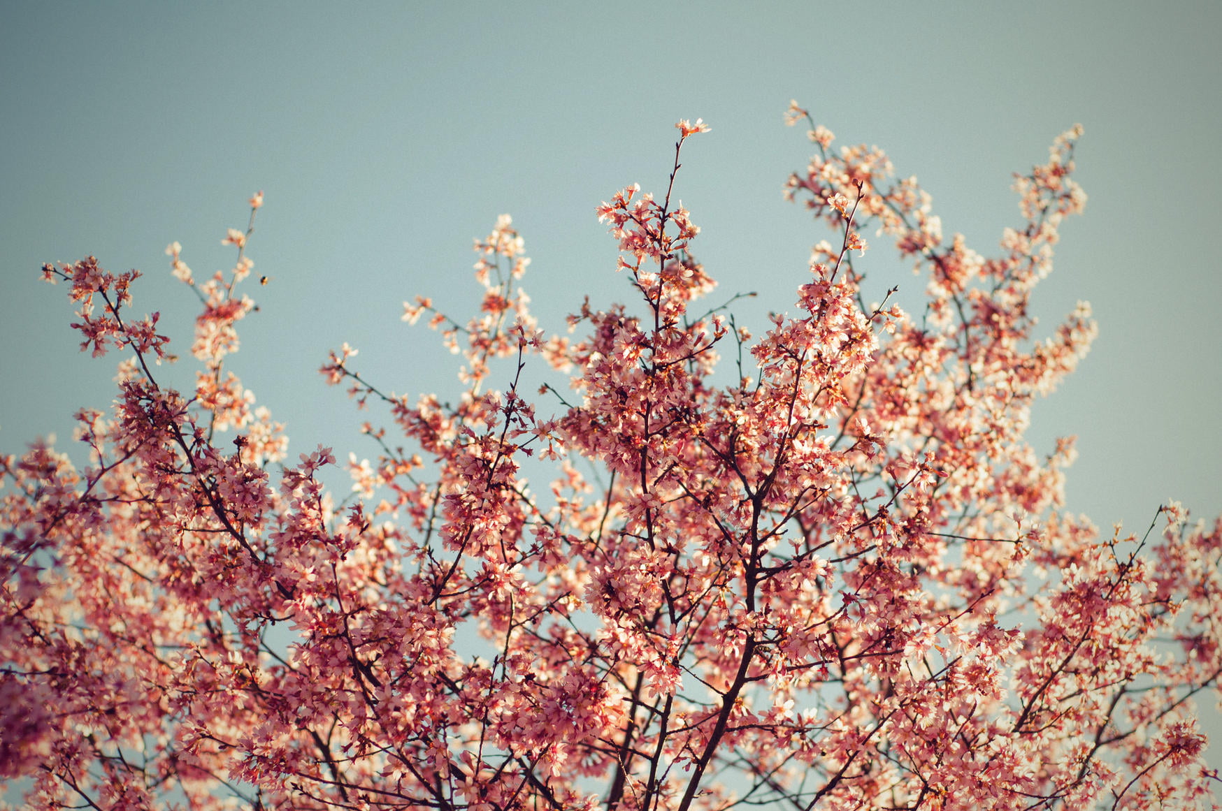 Epletre i blomstring med blå himmel i bakgrunn. foto
